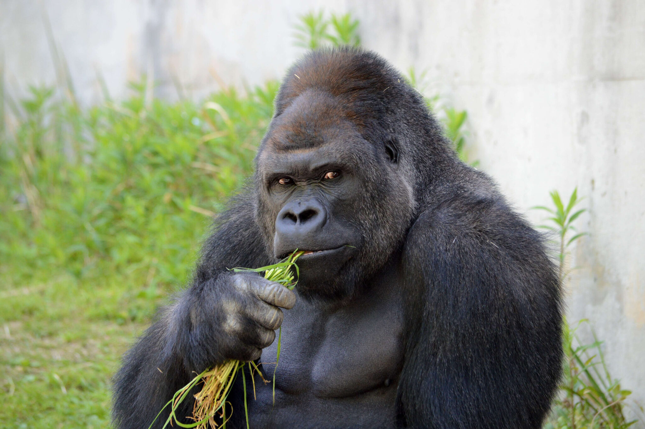 The Silverback Gorilla Diet: A Plant-Based Diet Created by Nature